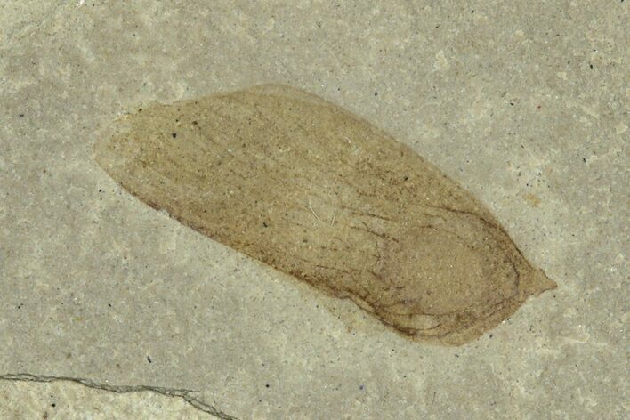 Fossil Samara (Winged Seed) - Green River Formation, Utah #368761